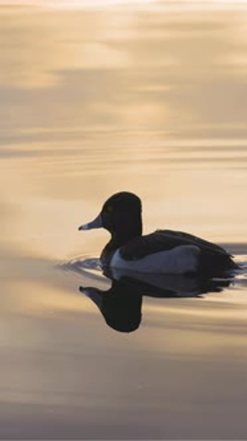 Un canard à cou annelé survole les eaux dorées au coucher du soleil en Colombie-Britannique, au Canada