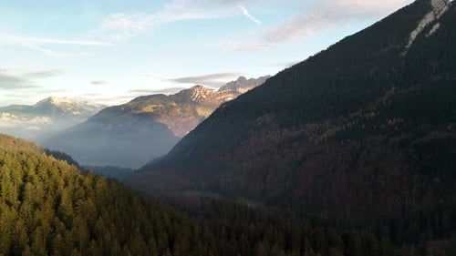 Pine forest evergreen spruce tree nature drone landscape Switzerland view