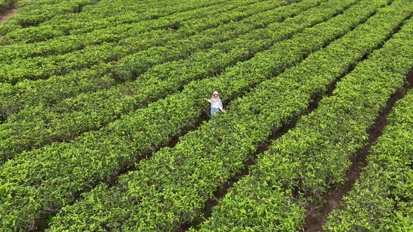 Tea field Kemuning , Nature Stock Footage ft. tea & background - Envato