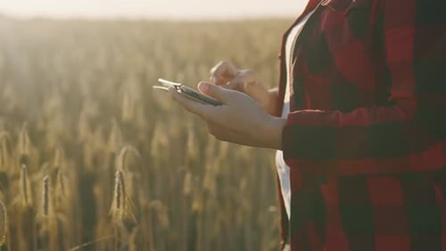 Young Farmer Woman Working with Tablet in Wheat Field at Sunset