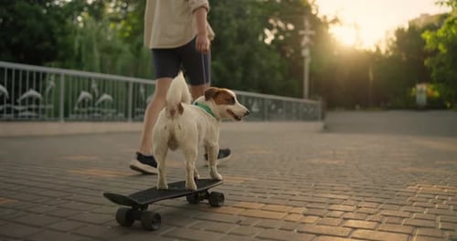 Rear View of a Small White Dog Riding a Skateboard and Turning Around While Walking with His Owner
