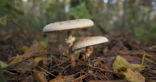 Macrolepiota Procera Mushroom in the Forest