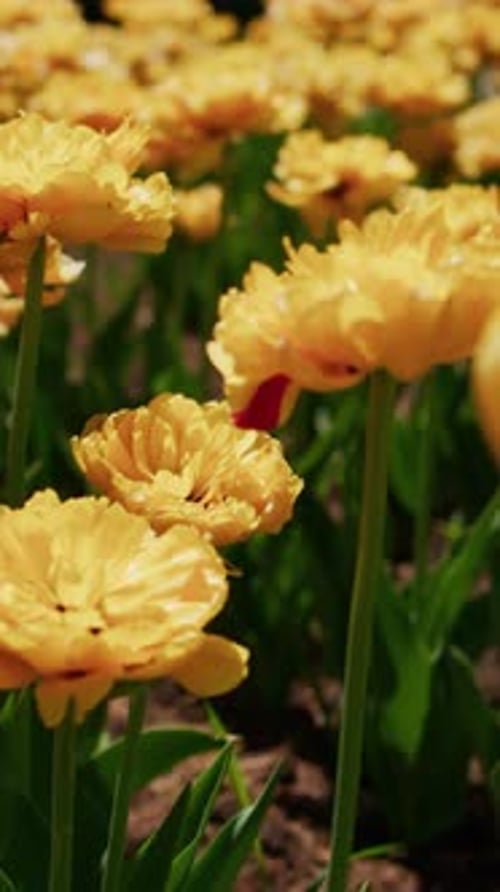 Golden Tulips Sway Gently in a Spring Garden