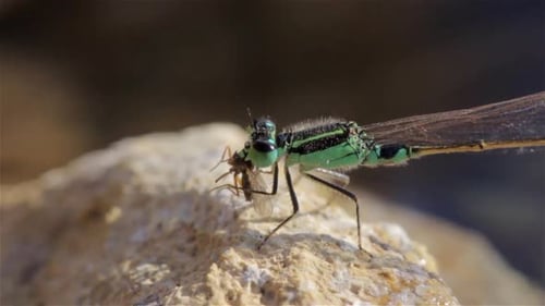 Dragonfly eating fly around beach, Eilat, Israel