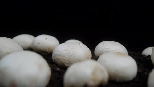 Cluster of fresh white mushrooms