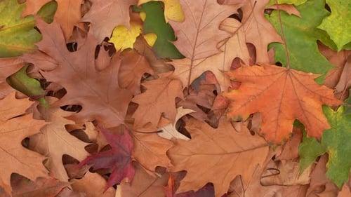 Colorful Autumn Leaves on Ground in Close-Up