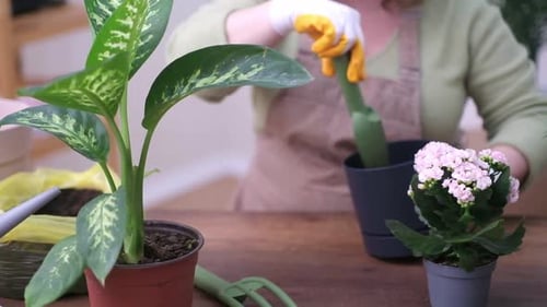 Gardener Fertilizes the Soil of Transplanted Plant with the Help Skilled Florist to Enrich the Soil