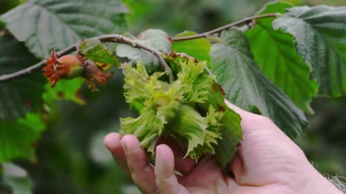 man picking nuts from tree