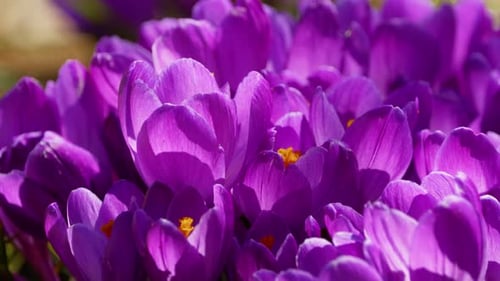 Wildflowers Crocuses Bloom in the Park on the Meadow