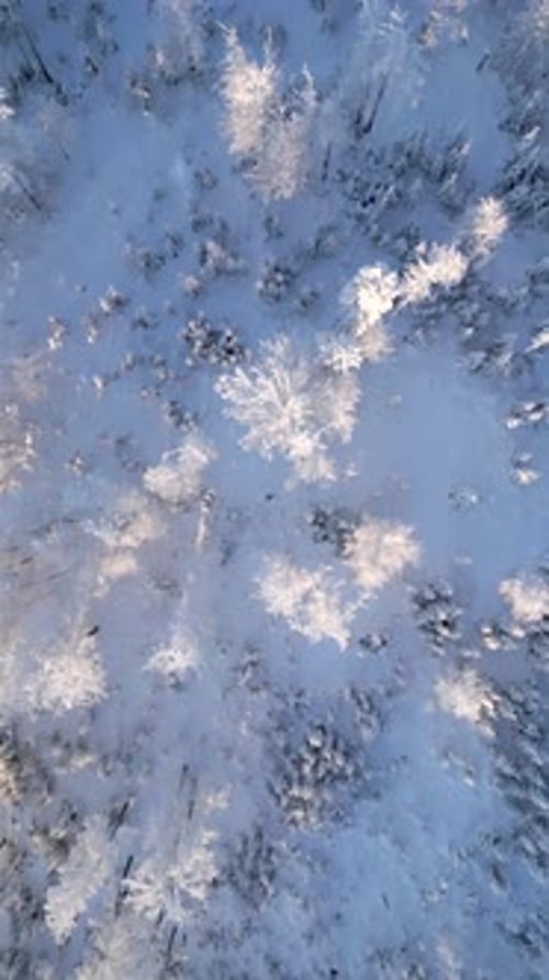 Snowcovered Trees in Cold Sunny Winter Forest
