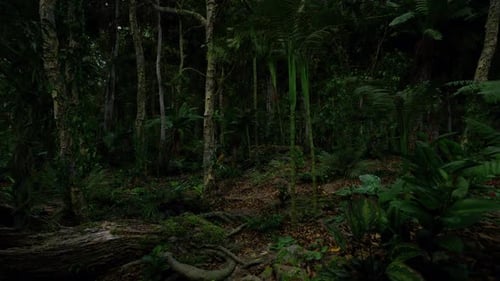 Dense Forest Under the Shadowy Canopy of a Tropical Rainforest at Night
