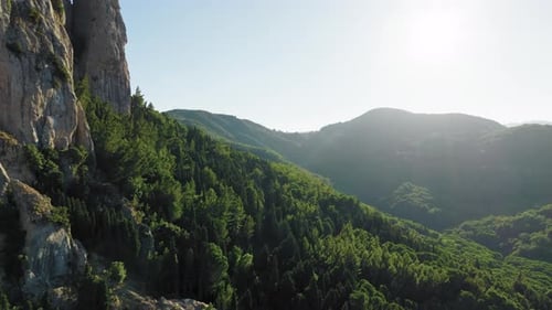 Tree Forest in Calabria National Park Aerial View