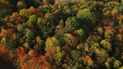Autumn Forest with Colorful Trees