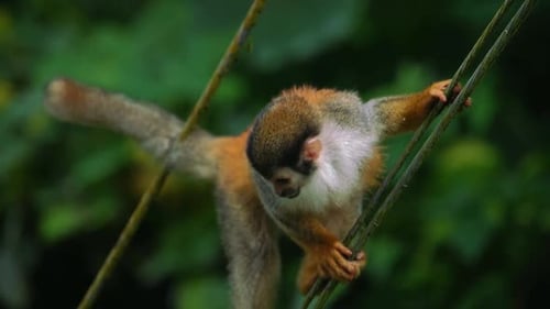 Squirrel Monkey Climbing on Branches in Tropical Rainforest