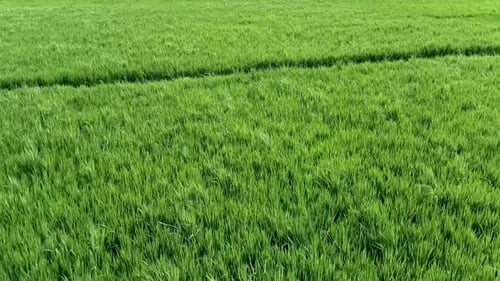 Background of green rice in rice fields. Aerial view of rice fields in the afternoon.