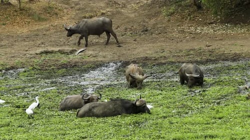 Cuatro búfalos del Cabo permanecen parados hasta la cintura en un estanque cubierto de plantas acuáticas entre matorrales africanos