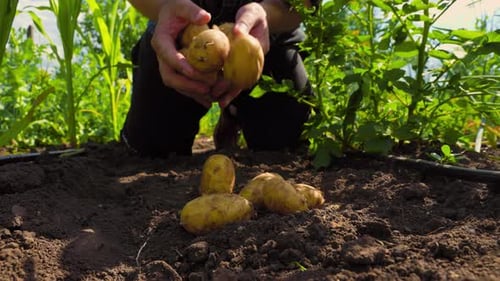 Harvesting Fresh Potatoes in a Rural Garden