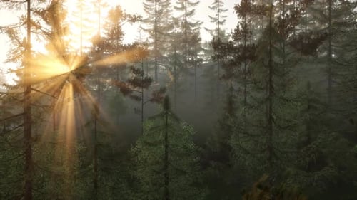 Sunlight Streaming Through the Trees in a Beautiful Forest