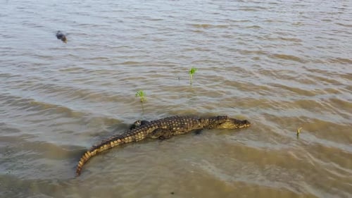 Crocodiles in Sri Lanka