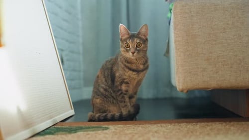 Tranquil Kitty Resting Close to Doorway Silent Feline Seated Calmly in Front of Entranceway Calm and