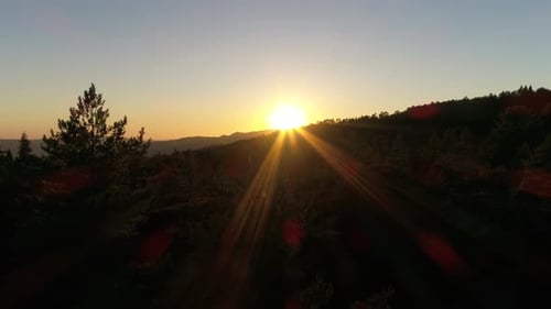 Aerial View of Forest at Golden Hour Sunrise