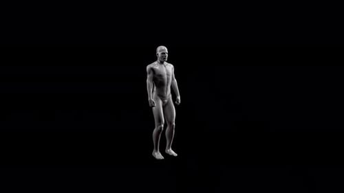 3D Human Body Squat Animation with Muscle Highlight