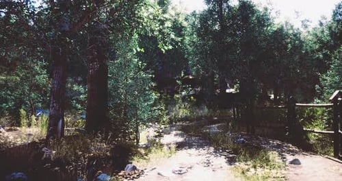 Walking Through a Tranquil Forest Path in the Warm Afternoon Light