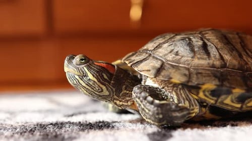 05 1Die Leute kümmern sich um eine Rotohrschildkröte als Haustier und spielen mit ihr.