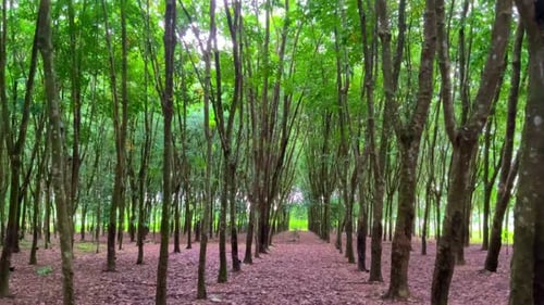 Symmetrical Green Grove with Leaf-Covered Pathway