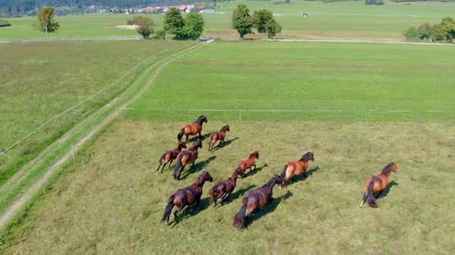 A drone view of a herd of horses runs across the field.