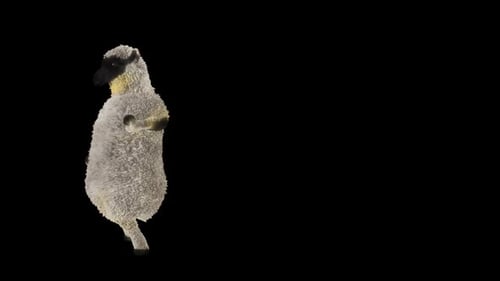 Funny Dancing Sheep Loop on Transparent Background