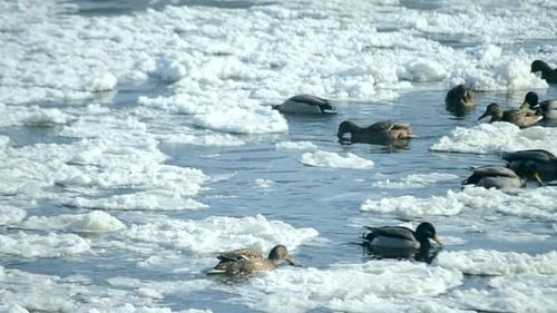 Ducks Swim Among Ice on Cold Water