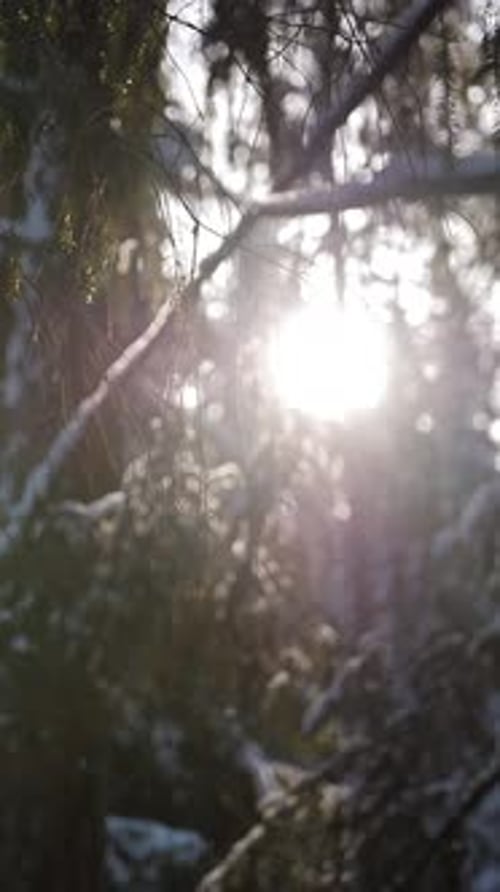 Vertical of Sunlight in Forest Sunrise Through Tree Branches Covered with Snow