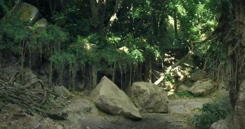 Exploration d'une forêt luxuriante où les rochers et la lumière du soleil filtrent à travers les arbres