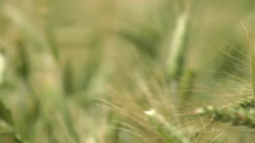 Imagen de cerca de espigas de trigo verdes que maduran soplando en el viento