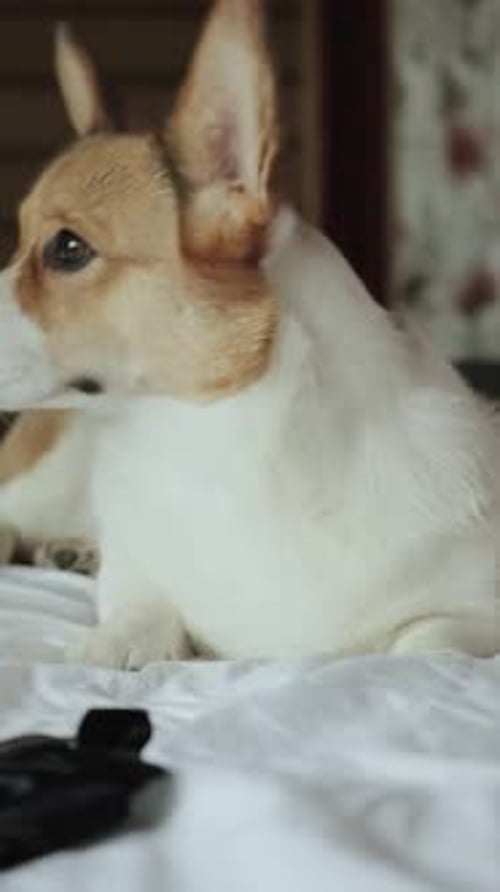 Alert Corgi Dog Relaxing on a Bed