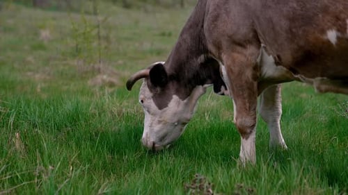 Cow grazing on a meadow. Cattle standing in a green field