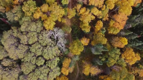 Top-down view of a trail through a forest in fall.