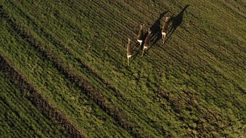 Roe deer walking on green agricultural field. Aerial view.