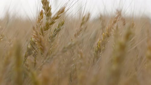 Wheat Field Ears of Wheat Swaying From the Gentle Wind
