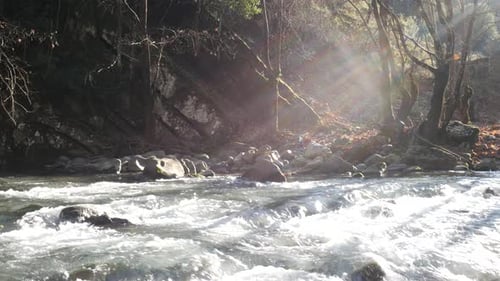 river flow in the forest
