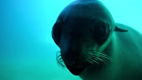 Un jeune bébé phoque nage dans l'eau, la bouche grande ouverte, témoigne de son comportement unique et