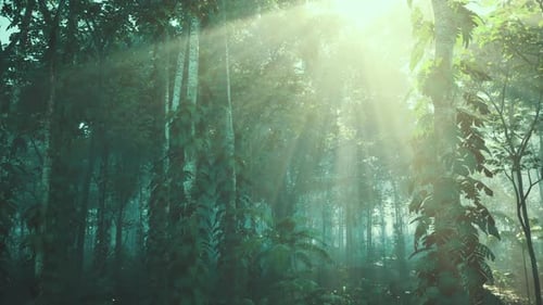 Sun Shining Through Trees in Forest