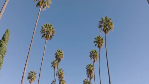 Rows a palm trees in Los Angeles California