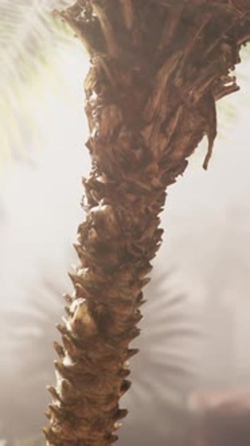 A Palm Tree in the Middle of a Foggy Forest