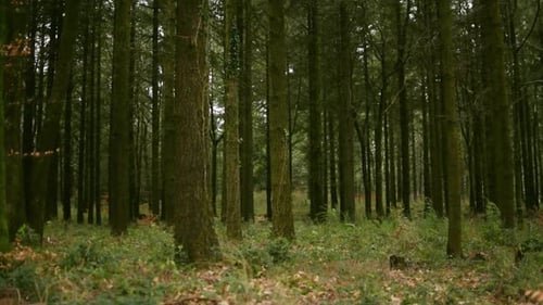 A dark day in the woods
