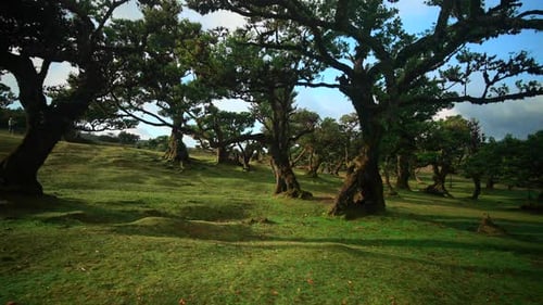 Fanal Pond forest in Madeira Portugal with beautifull landscapes around and incredible nature filmed