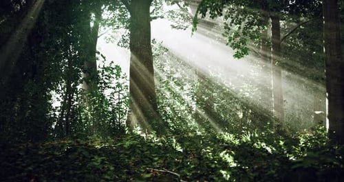 Sunlight Streams Through Trees Illuminating a Tranquil Forest in Morning Light