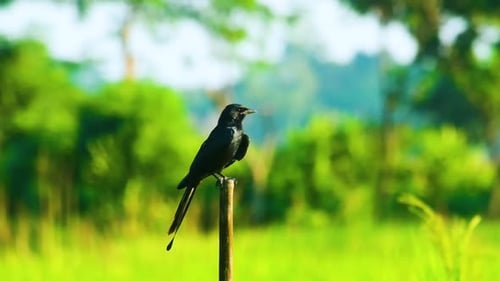 Pájaro drongo posado sobre un poste de madera con un fondo verde de naturaleza rural en Bangladesh. Fo selectivo