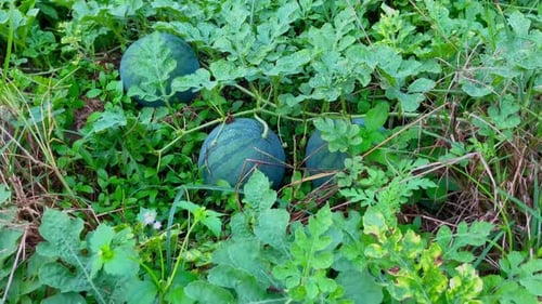 frische junge Wassermelonenfrucht auf dem Bauernhof